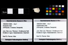 Foto (Objekt + Etikett) von Galatheoidea indet.  (NHMW-GEO-1990-0041-2969)